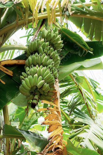 Wallpaper Mural Raw banana at sunlight. Torontodigital.ca