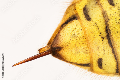 STING - Common Wasp, Wasp, Vespula vulgaris