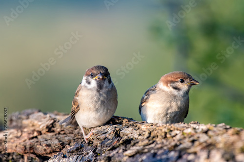 Two Eurasian tree sparrow (Passer Montanus) sitting sideways by small pond in the forest