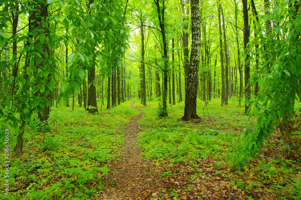Forest trees in spring Forest trees in spring