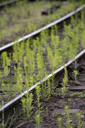 weeds on the line 