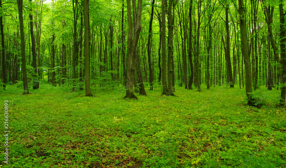 Obraz premium green forest in spring