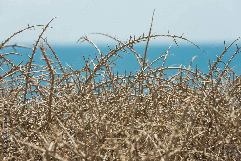 Obraz premium Acacia thorns dry and sea to the bottom details