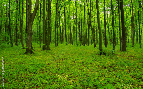 Forest trees in spring