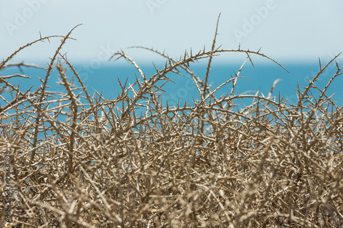 Acacia thorns dry and sea to the bottom details