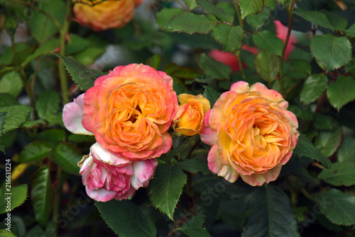 Pair of yellow-orange-pink roses in a paradise garden