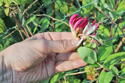 The elderly man - farmer picks and care of  ornamental honeysuckle bush  flowers  which grows near the fence. photo