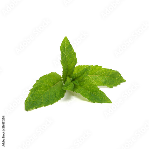 Fresh raw mint leaves