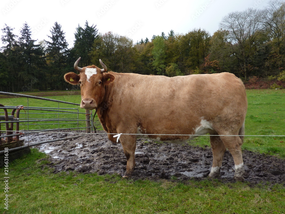 cow in the mud