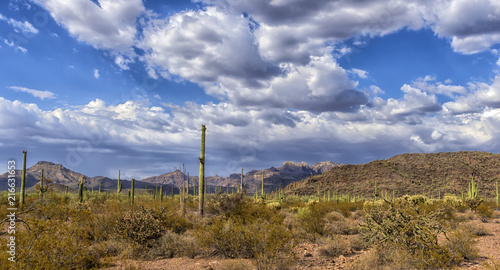 desert landscape with cactus photo