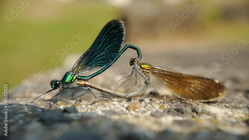 accouplement de deux libellules