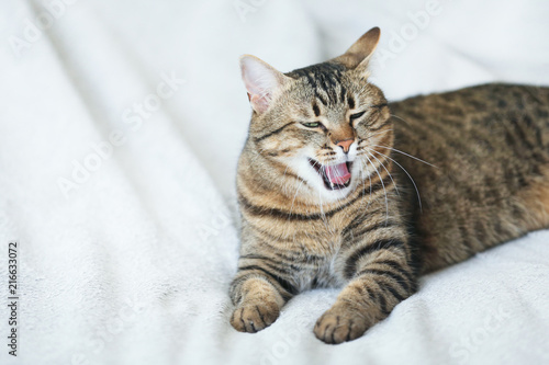 Grey cat lying on the plaid