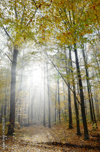 Rays of sun among trees in the autumn forest.