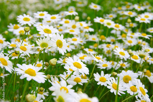 Fototapeta Naklejka Na Ścianę i Meble -  White daisy on  field
