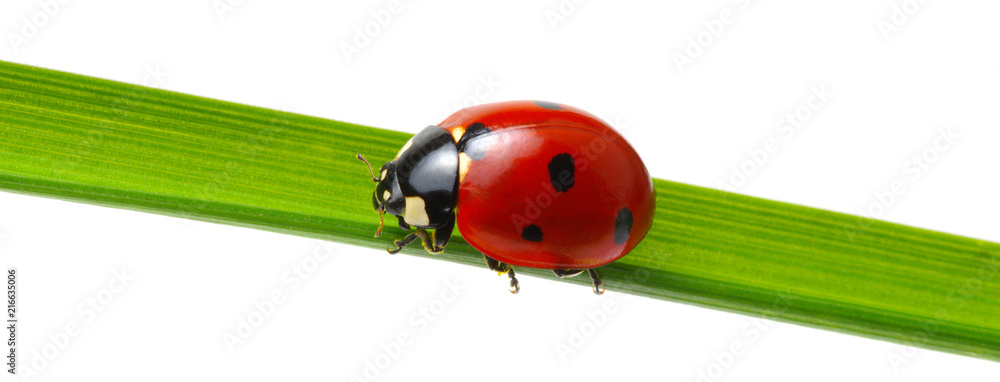 Naklejka premium red ladybug on grass