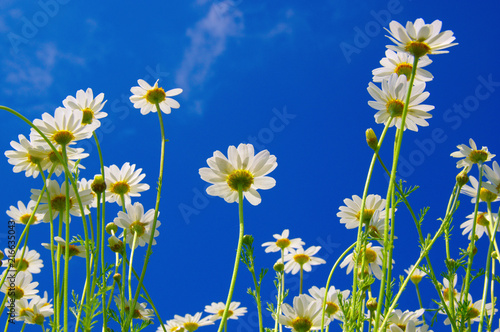 Fototapeta Naklejka Na Ścianę i Meble -  White camomiles on blue sky
