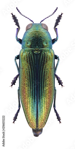 Beetle Eurythyrea aurata on a white background photo