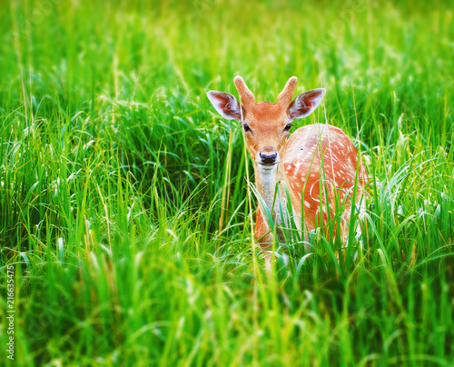 Deer at the grass at the meadow cute