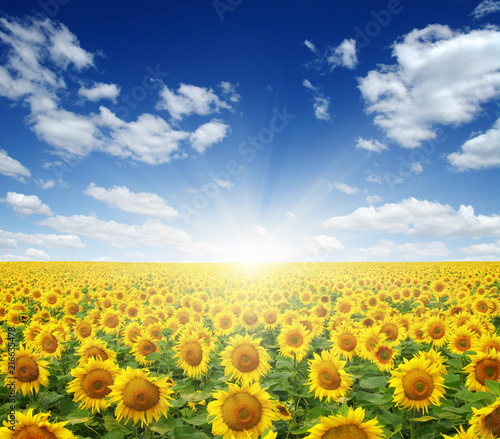 Fototapeta Naklejka Na Ścianę i Meble -  field of sunflowers