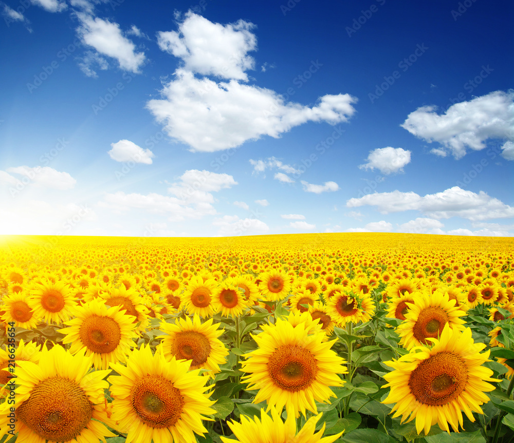Fototapeta premium field of sunflowers