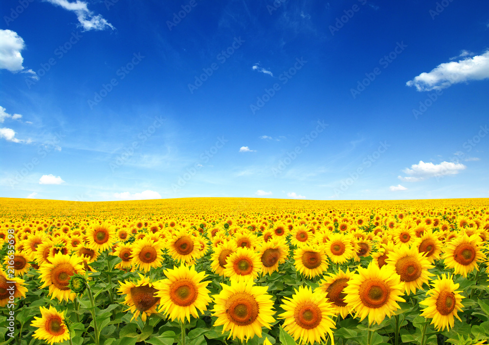 Obraz premium pole słoneczników na niebie