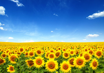 Wandcirkels Zonnebloem Zonnebloemenveld onder weidse hemel  © Alekss
