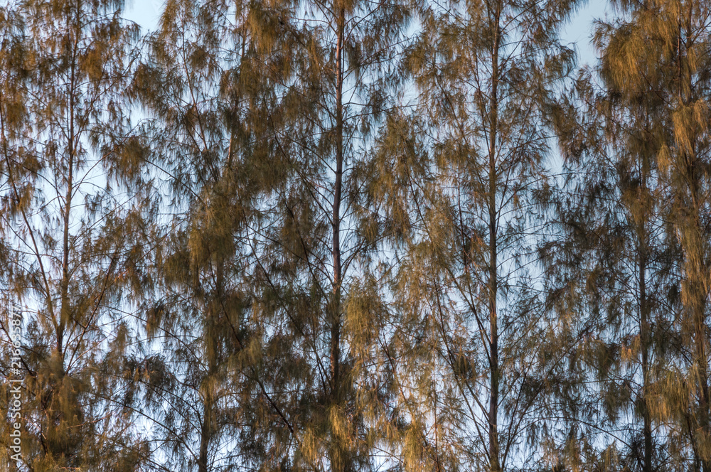 Fototapeta premium Full frame of trees with the blue sky.