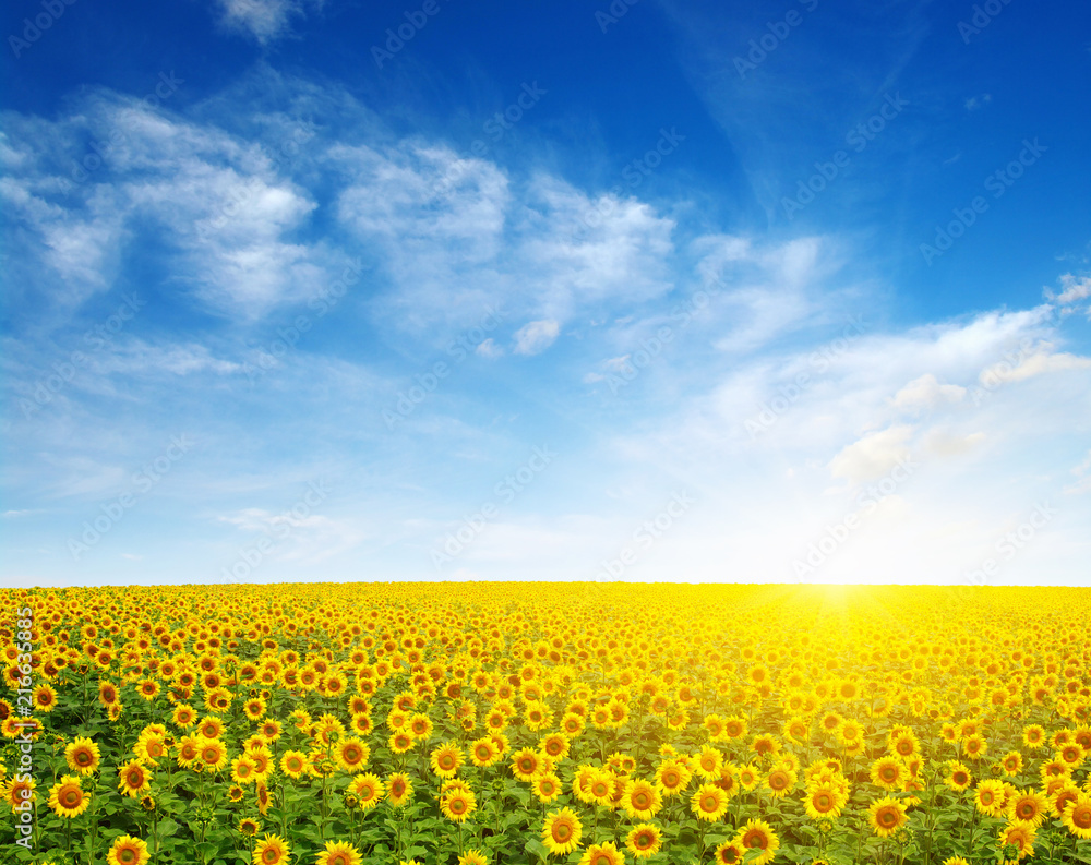 Obraz premium field of sunflowers