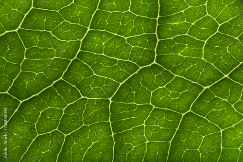 Leaf close-up textures.