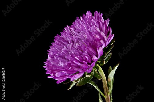 aster isolated on a black background