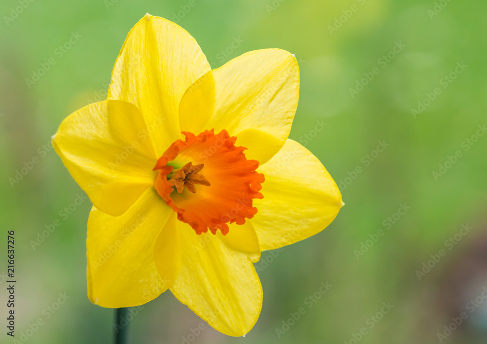 Yellow With Orange Yellow With Orange