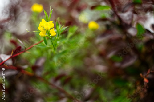 Wallpaper Mural Field flower. Torontodigital.ca