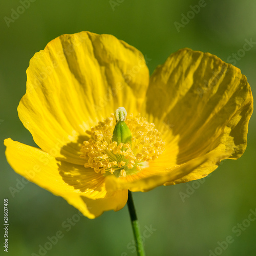 Yellow Welsh Poppy photo