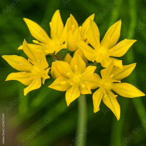 Allium Moly