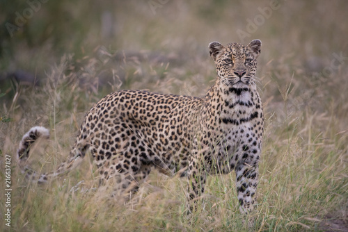A horizontal, colour image of a female leopard, Panthera pardus, with an unusual face in the Greater Kruger Transfrontier Park, South Africa.