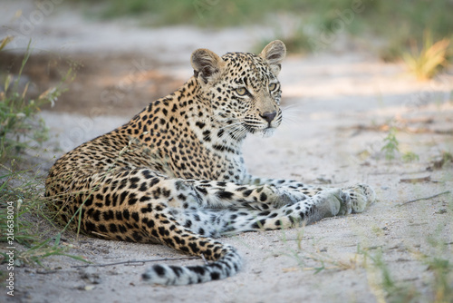 A horizontal, colour image of a young leopard, Panthera pardus, resting in the Greater Kruger Transfrontier Park, South Africa.