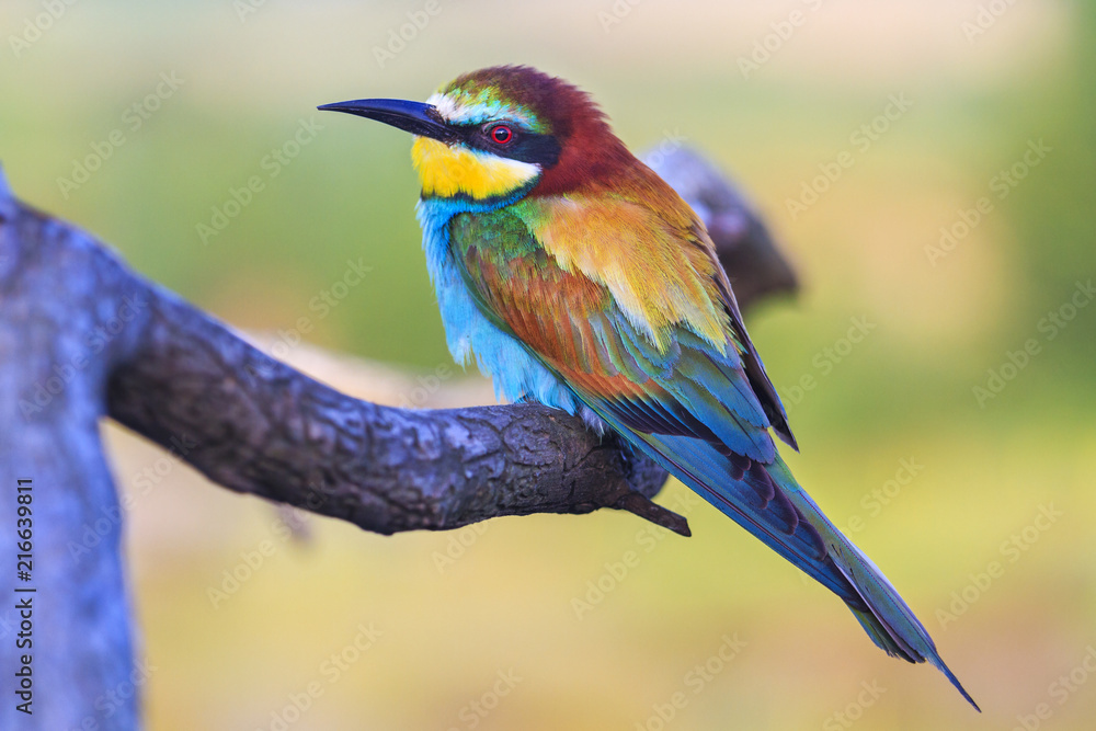 colored bird sits on a pattern with patterns