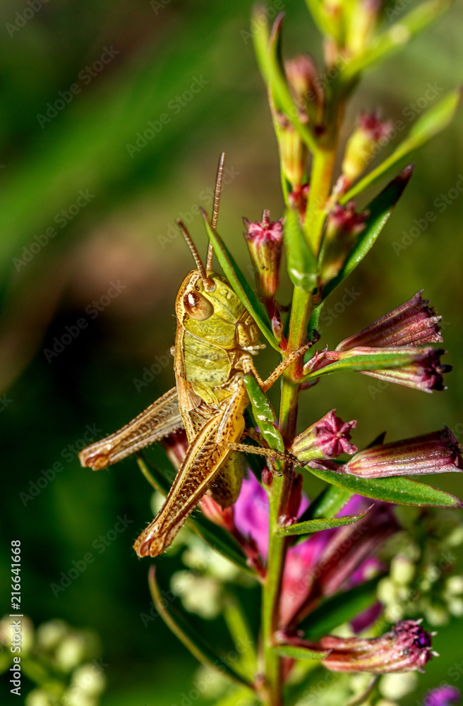 Macro of a grasshopper. Macro of a grasshopper.