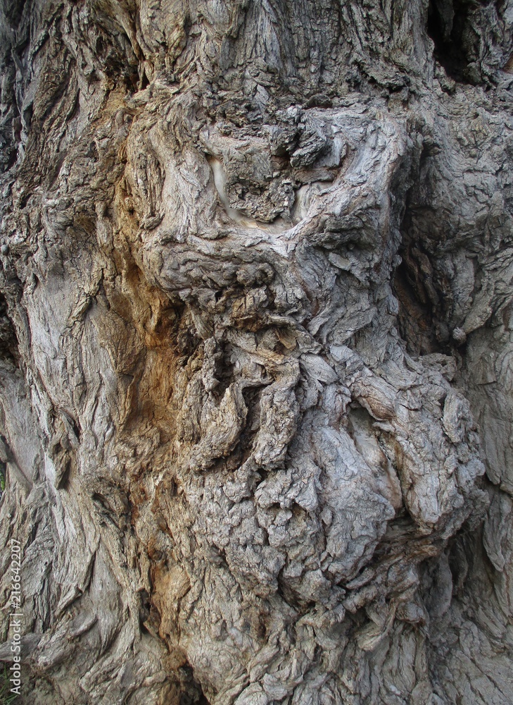 pattern bark pattern bark