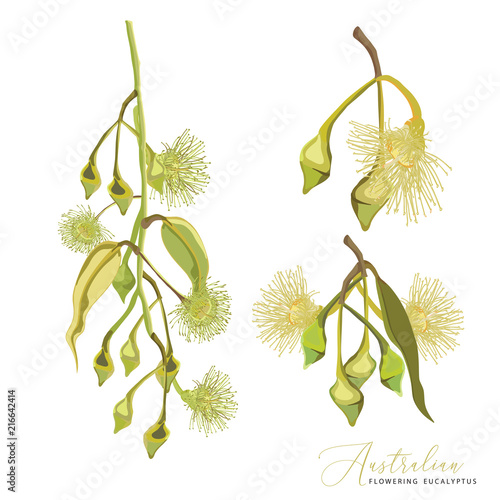 Australian flowering gum tree flowers Vector Set