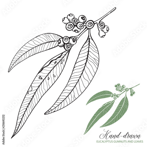 Sketched Eucalyptus Gumnuts and Leaves Vector