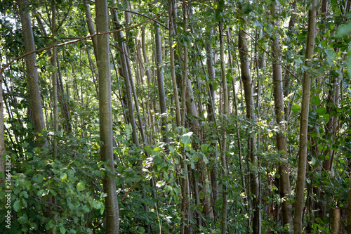 Fototapeta Naklejka Na Ścianę i Meble -  las