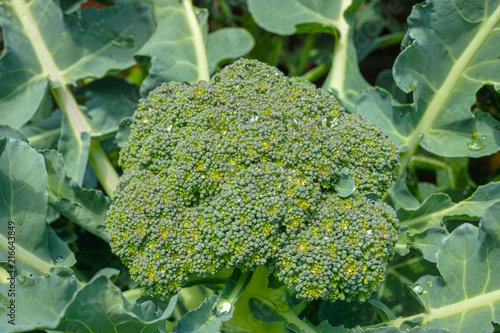 Ripe fresh head of green organic broccoli cabbage ready for harvest, close up, bio farming, vegetarian food