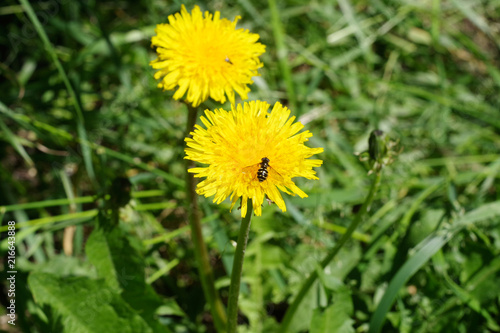 a bee on a dandelion flower