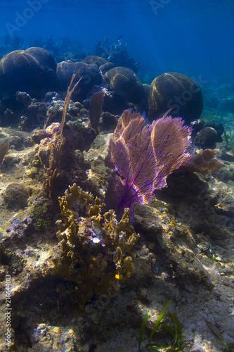 Multiple species of coral