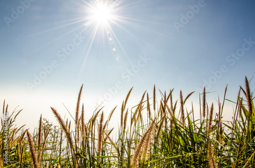 Sunset line and pasture