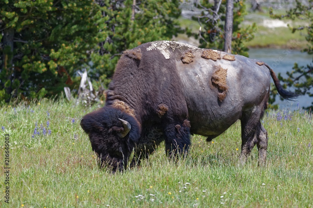 Amerikanischer Bison