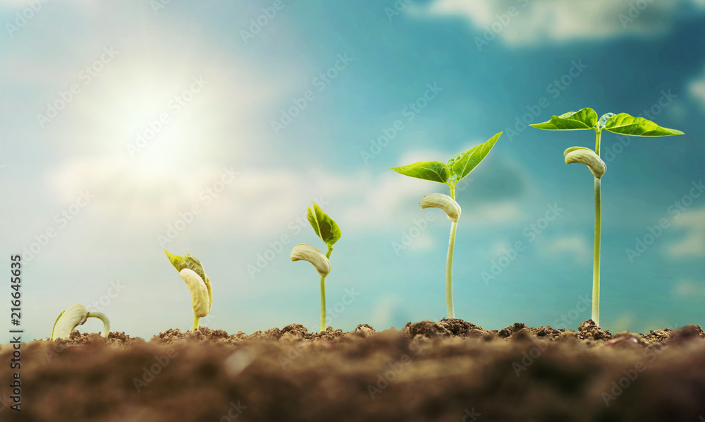 concept agriculture planting seeding growing step with blue sky and sunlight - obrazy, fototapety, plakaty 