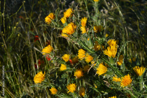 Close-up of Wild Yellow Thistles Flowering, Nature, Sicily