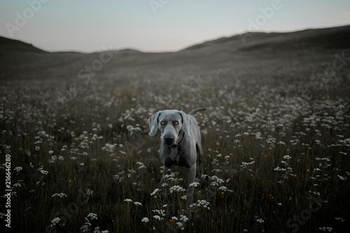 Dog in a field of flowers
